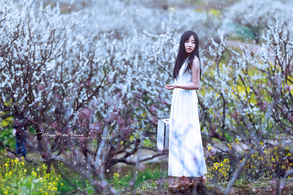 梨花下清新唯美图  第9张