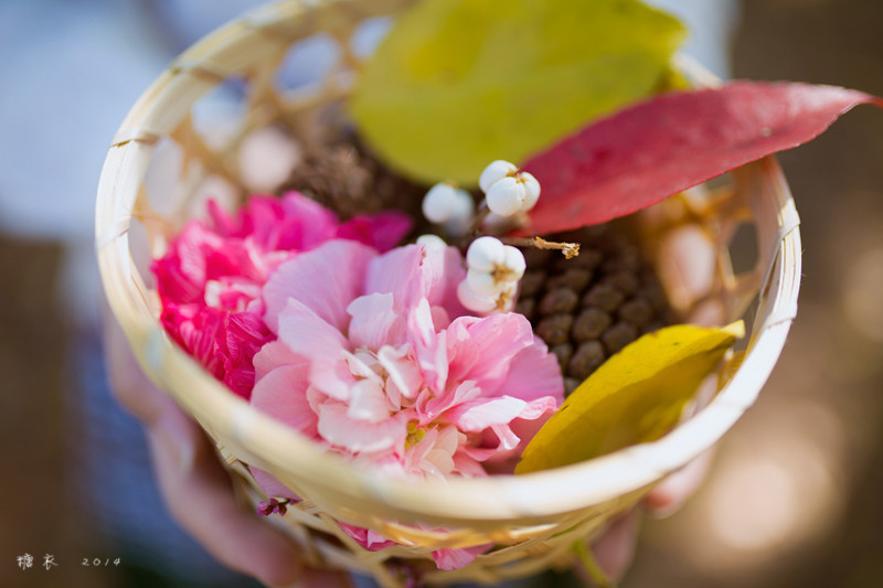 碎花裙美女森林捡松果  第12张